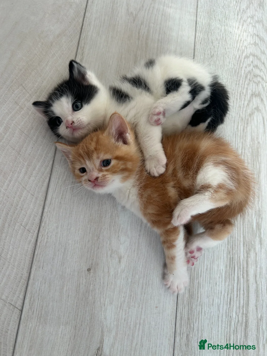 Mixed Breed cats for sale: Beautiful kittens for sale  - Advert 1