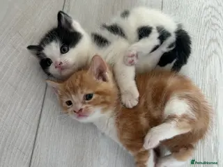 Mixed Breed cats Beautiful kittens for sale - Advert 1