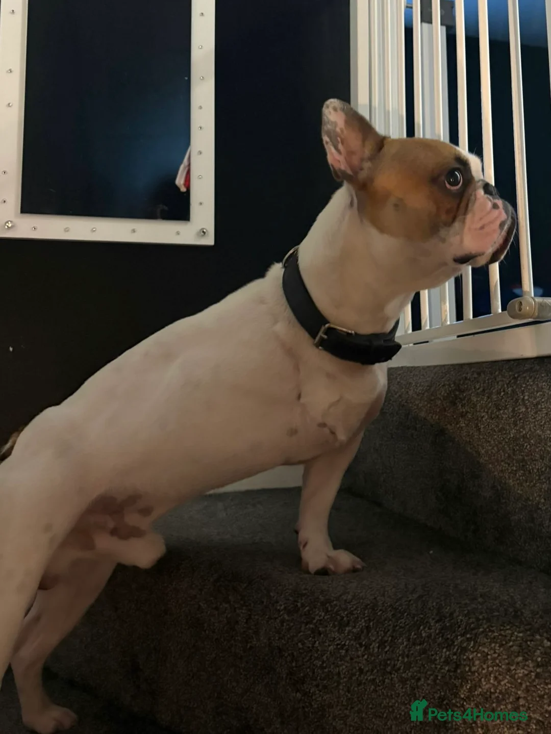 French Bulldog dogs for sale: Rehoming French Bulldog  - Advert 2