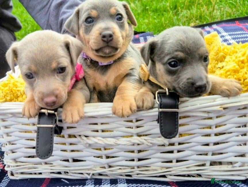 Jack Russell dogs Miniature Lilac & blue JackRussell Wenlock puppies - Advert 2