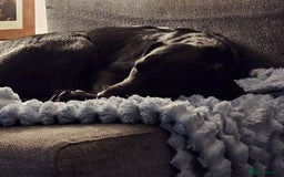 Springador dogs for sale: Springador male 6 months old.  - Image 3