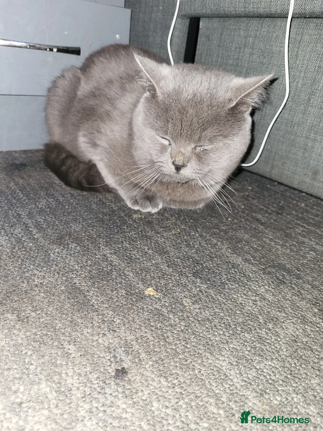 British Shorthair cats for sale: Blue British Shorthair  - Advert 10