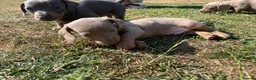 Dachshund dogs for sale: Miniature Dachshund Puppies - Stunning Litter - Advert 20