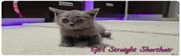 Scottish Fold cats for sale: Scottish Fold kittens - Advert 6