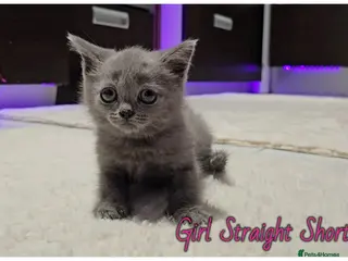 Scottish Fold cats Scottish Fold kittens - Advert 5