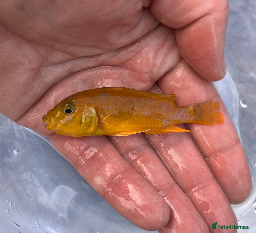 Cichlids fish for sale: Fontosa and Malawi's for sale see prices below - Image 5