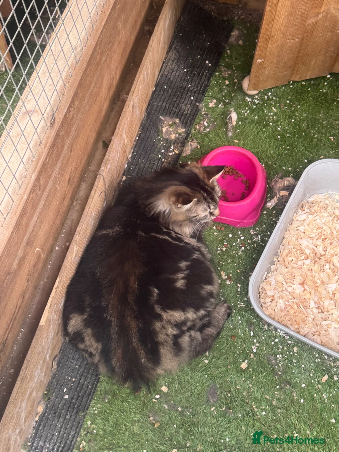 Maine Coon cats for sale: Maine coon x kittens  - Advert 1