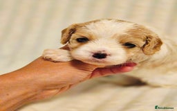 Cavapoo dogs for sale: Adorable Cavapoo Pups fully health tested parents - Image 26