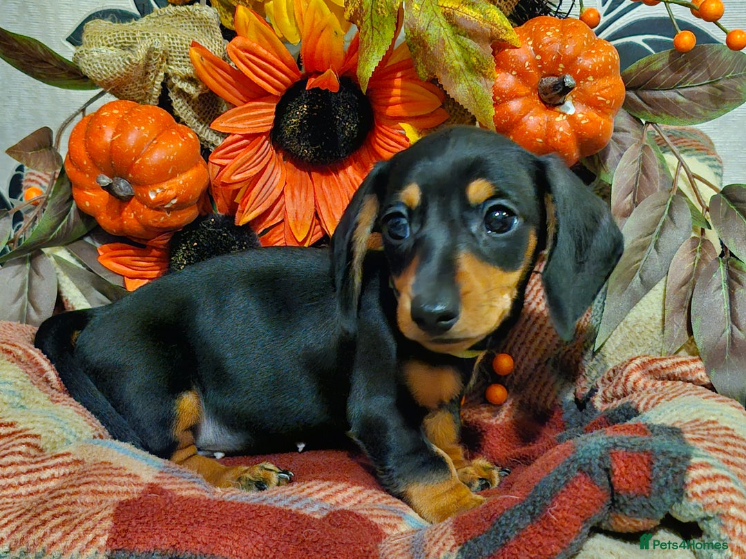 Miniature Dachshund dogs for sale: Beautiful Black & Tan Mini Dachshunds PRA clear - Image 7