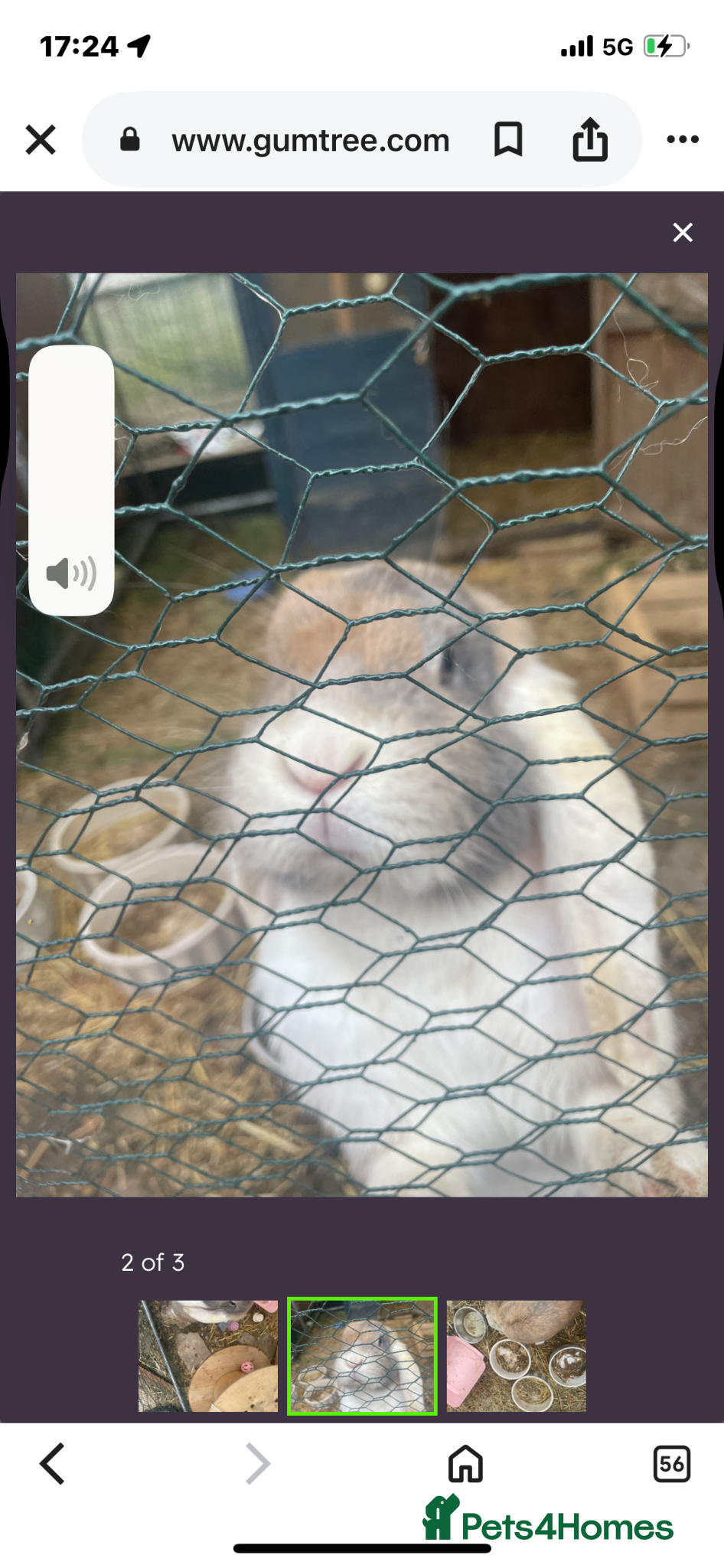 British Giant rabbits Giant French lop  - Advert 1