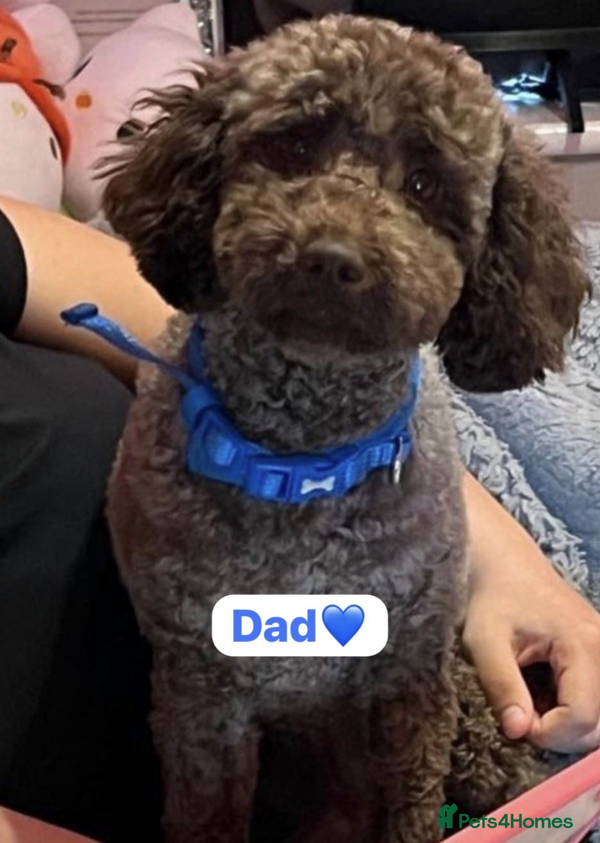 Cavapoo dogs Beautiful F1B Cavapoo Puppies – Ready to Reserve - Advert 2