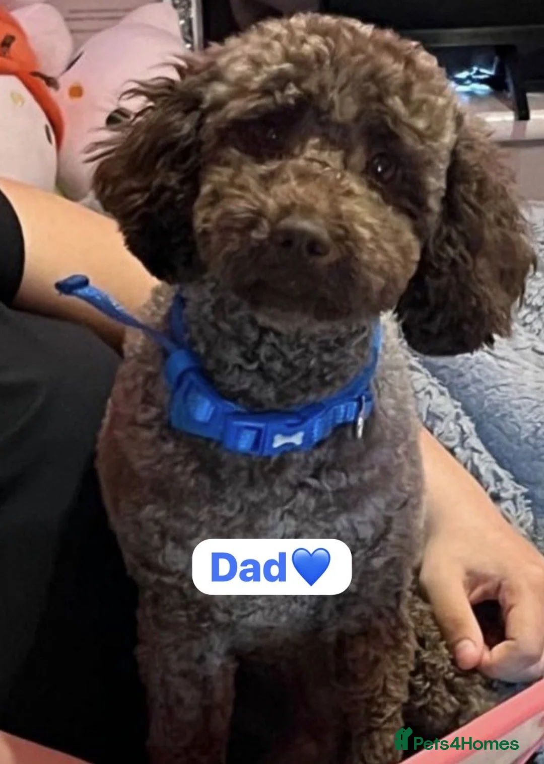 Cavapoo dogs for sale: Beautiful F1B Cavapoo Puppies – Ready to Reserve in Peterborough - Advert 2