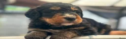 Bernedoodle dogs for sale: standard F1 Bernadoodles  - Advert 4