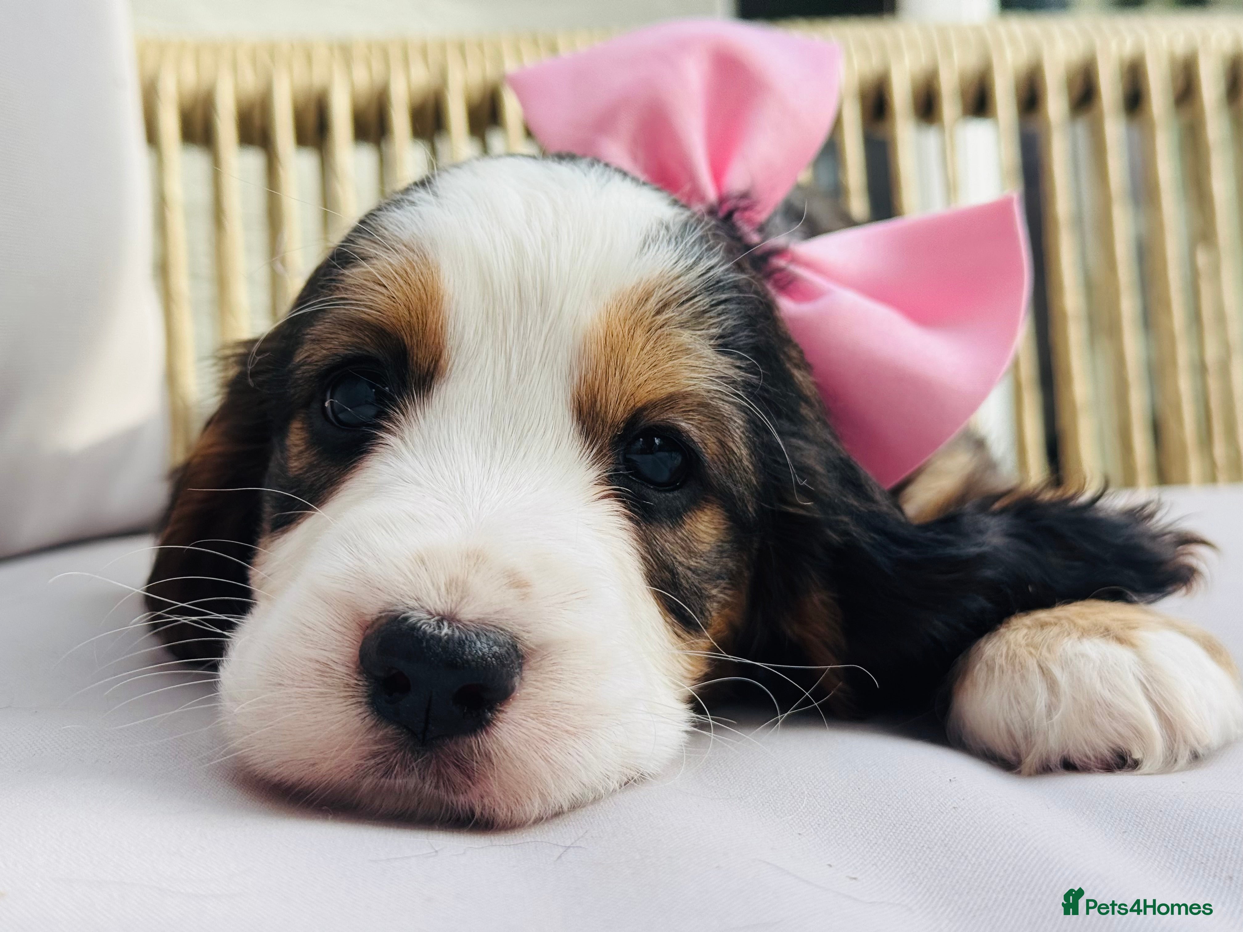 Cocker Spaniel dogs Cocker Spaniel puppies  - Advert 2