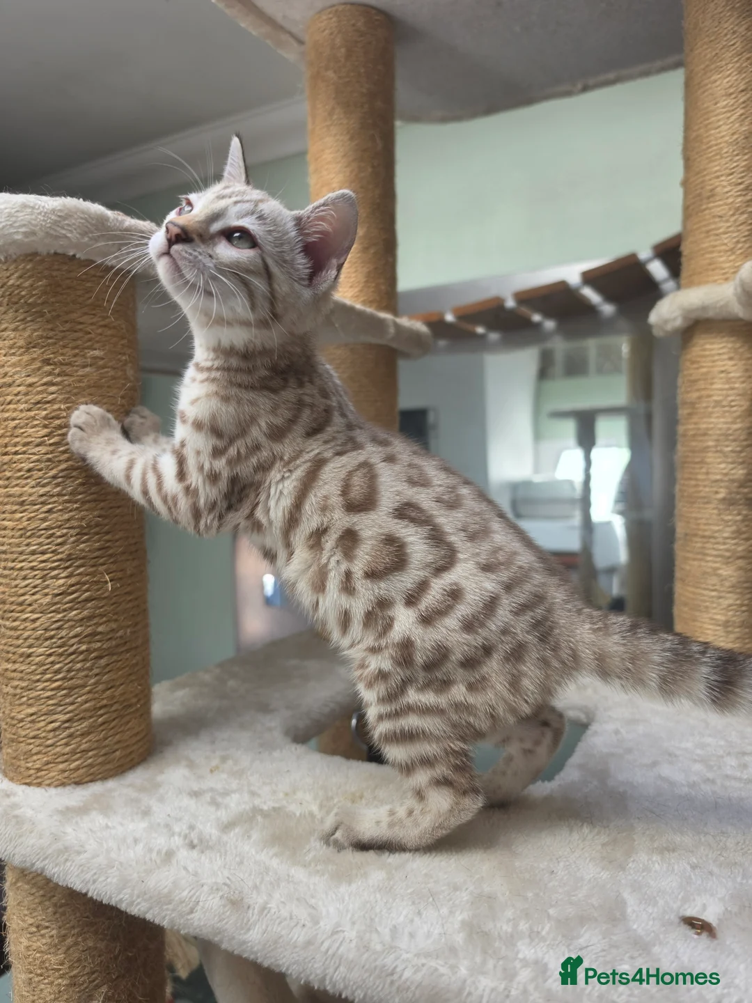 Bengal cats for sale: TICA REGISTERED BROWN ROSETTED BENGAL KITTENS  - Advert 2