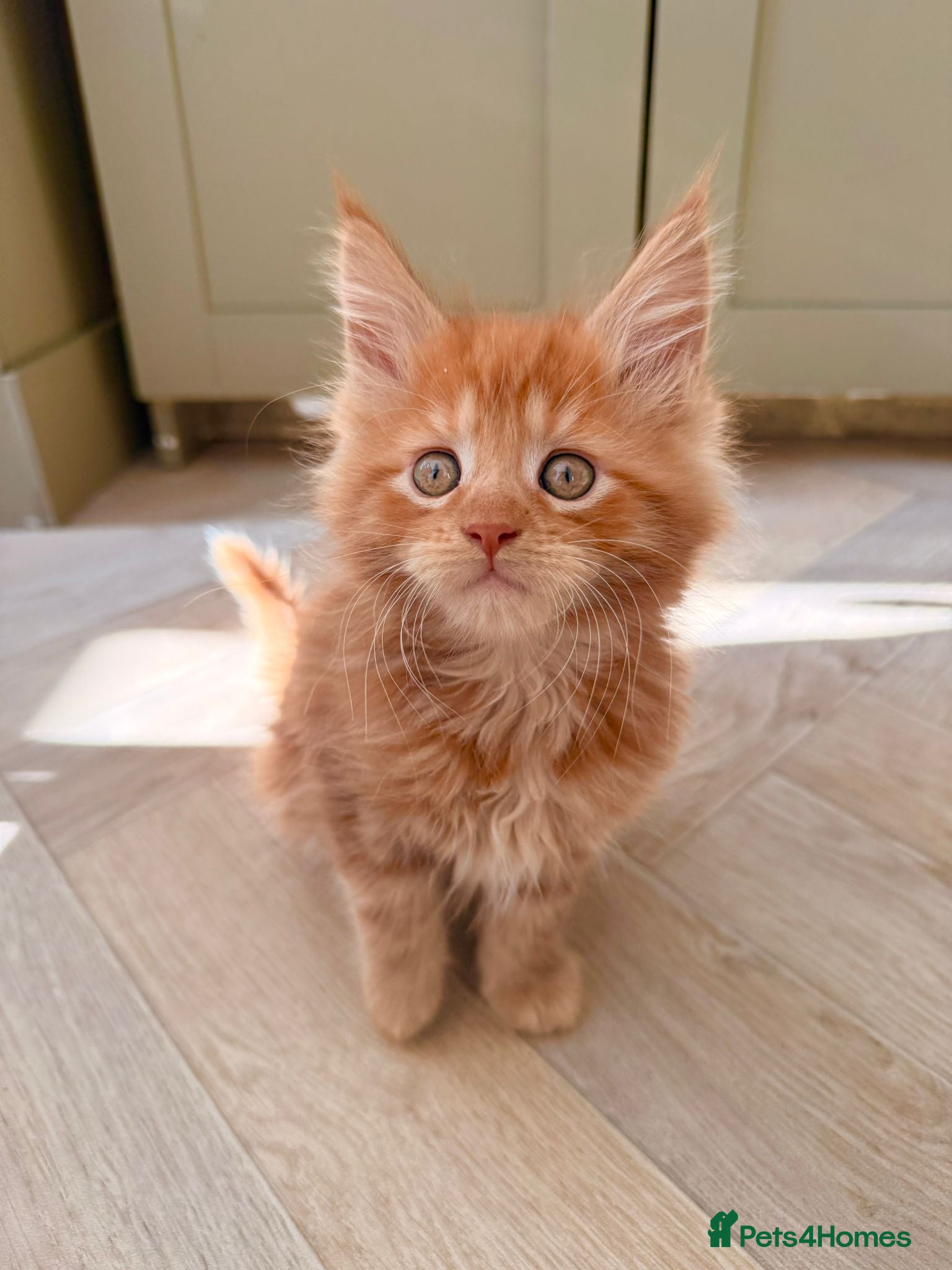 Maine Coon cats Adorable mainecoon kittens  - Advert 2