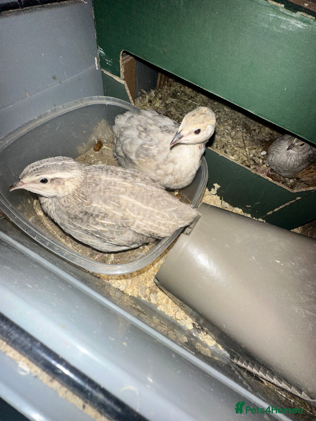 Quail poultry for sale: Quails for sale - Image 1