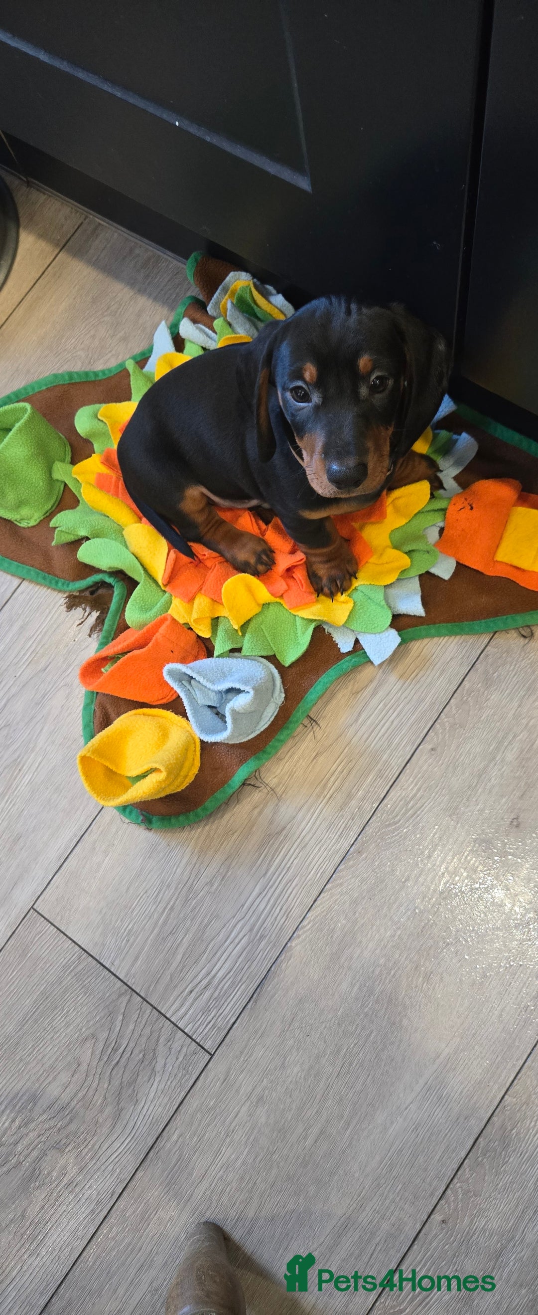 Dachshund dogs for sale: Beautiful Daxis - Advert 36