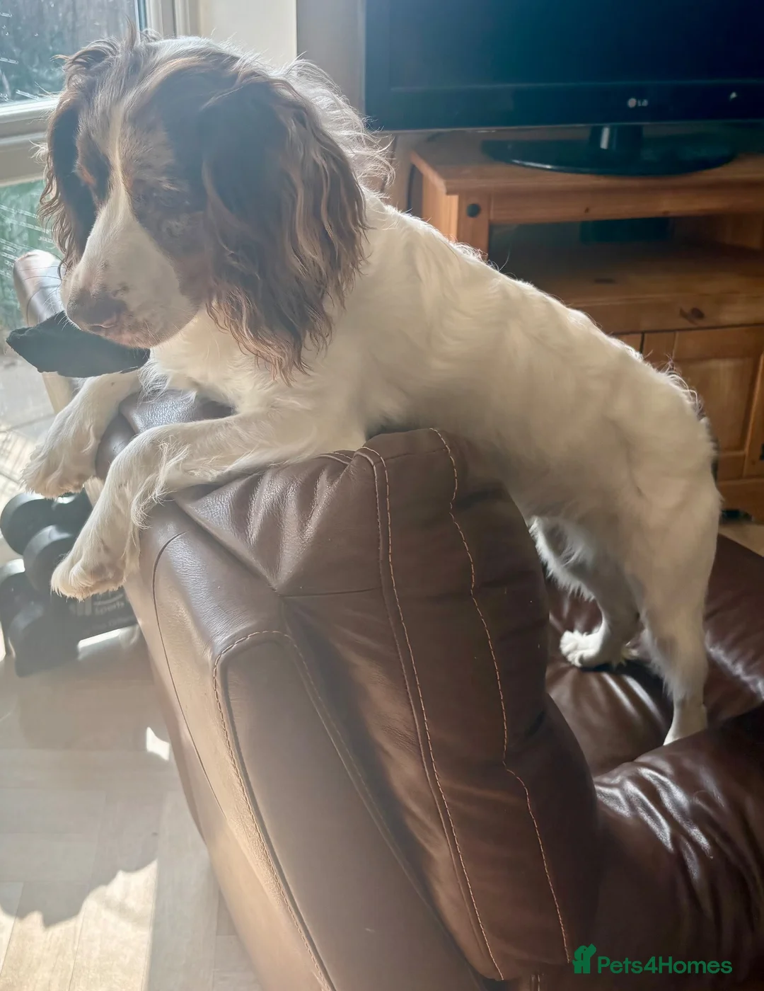 Cocker Spaniel dogs for sale: Lenny – 9-Month-Old Cocker Spaniel in Cramlington - Advert 2
