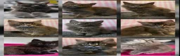 Maine Coon cats for sale: Gorgeous, sociable maine coon kittens  - Advert 1