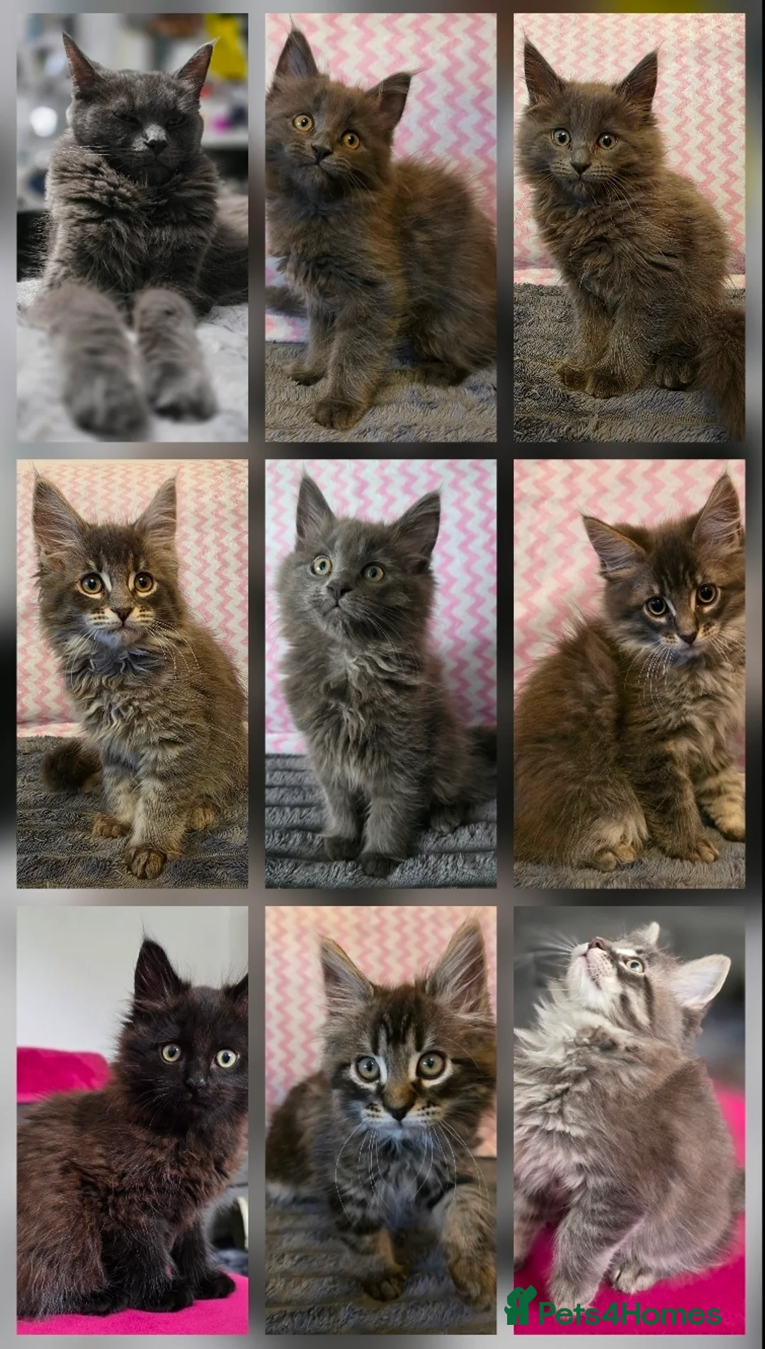 Maine Coon cats for sale: Gorgeous, sociable maine coon kittens  - Advert 1