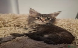 Maine Coon cats for sale: 💫Stunning Maine Coon Kittens 💫 - Image 2