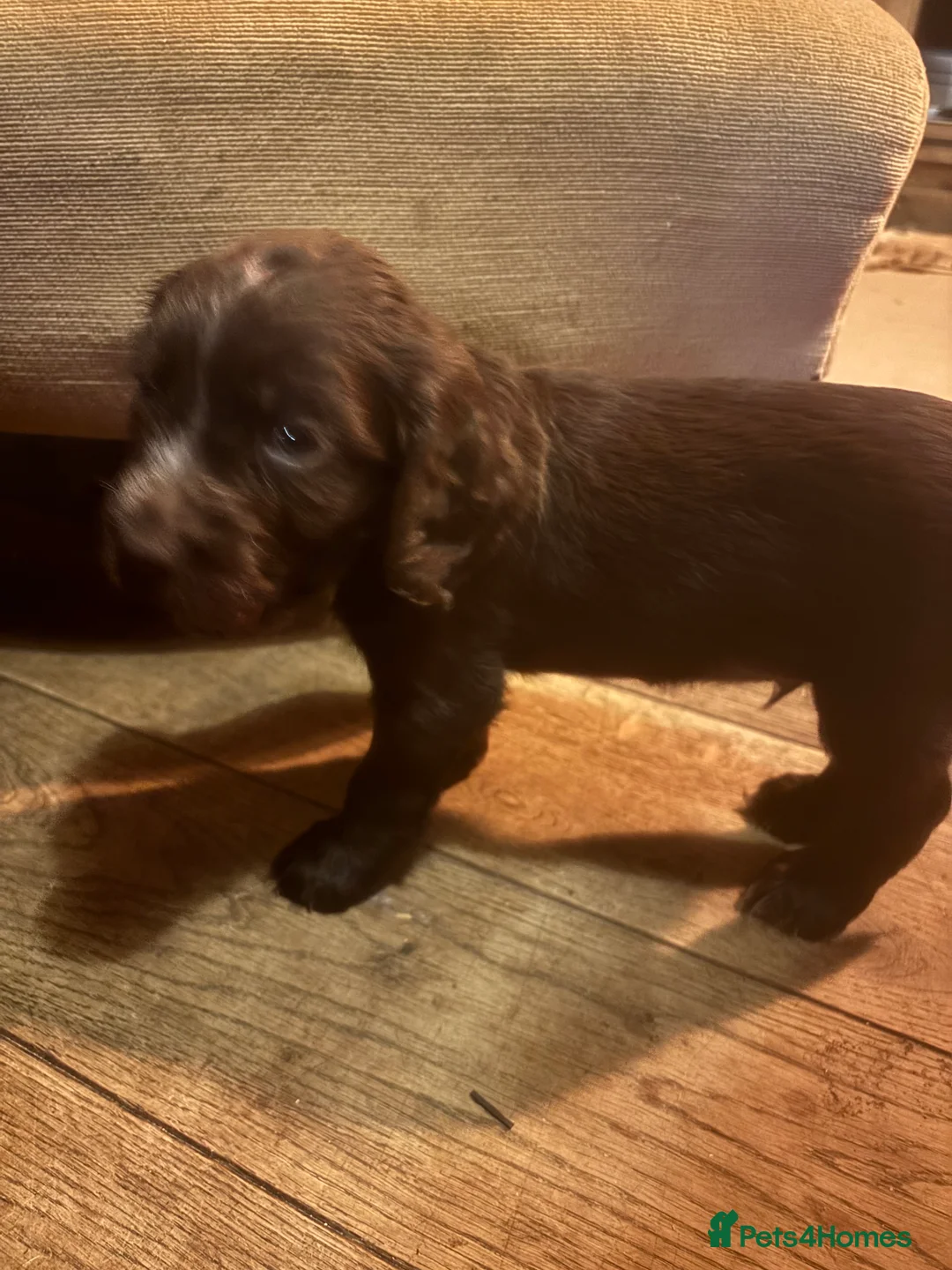 Cocker Spaniel dogs for sale: Gorgeous working cocker spaniel pups. 2 left.  - Advert 5