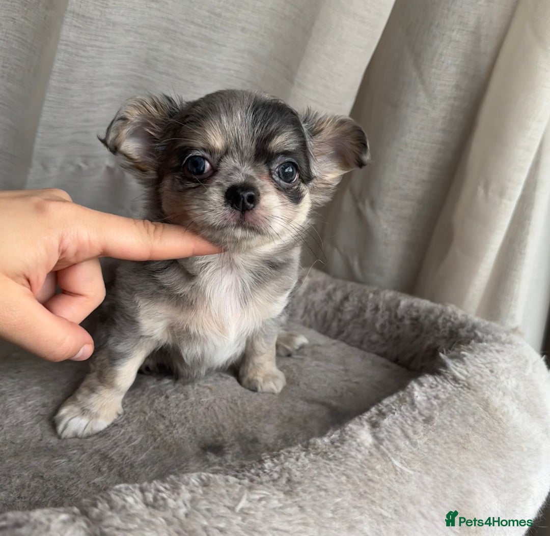 Chihuahua dogs for sale: XXS Tiny Chihuahua Long,Last Girl,Merle Blue Eye - Image 16
