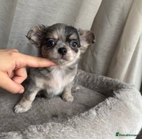 Chihuahua dogs - Advert 1