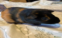 Guinea Pig rodents for sale: Guinea pigs  - Image 4