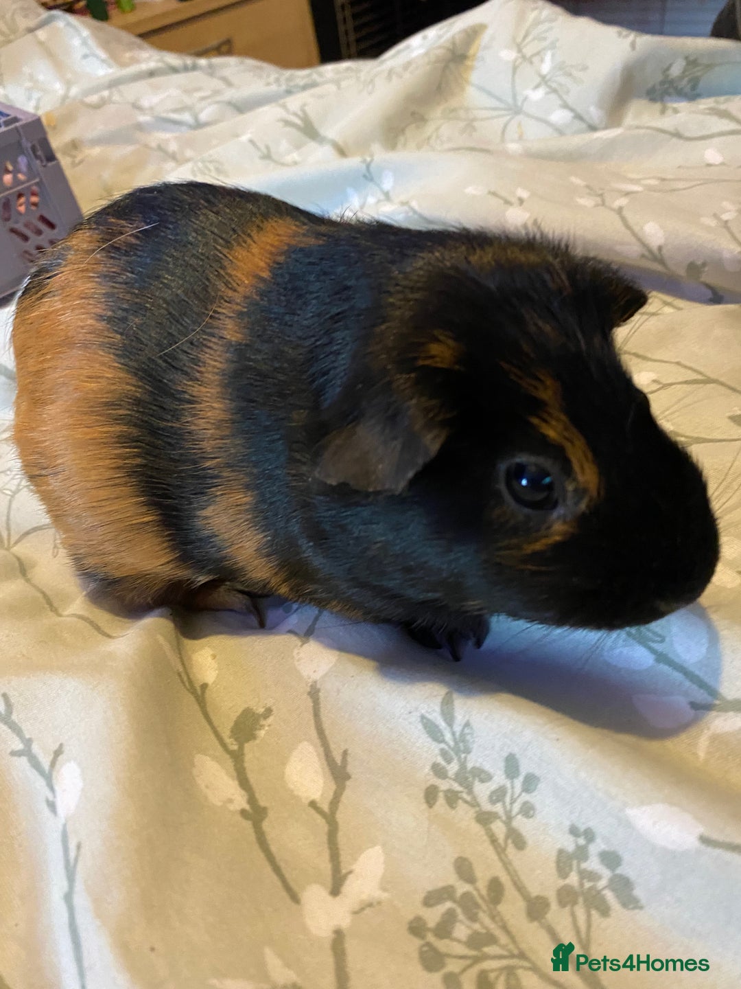 Guinea Pig rodents for sale: Guinea pigs  - Image 4