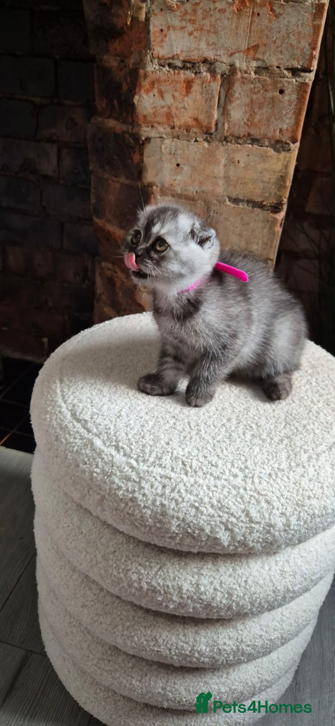 Scottish Fold cats for sale: Adorable Scottish Fold and Straight Kittens  - Image 4