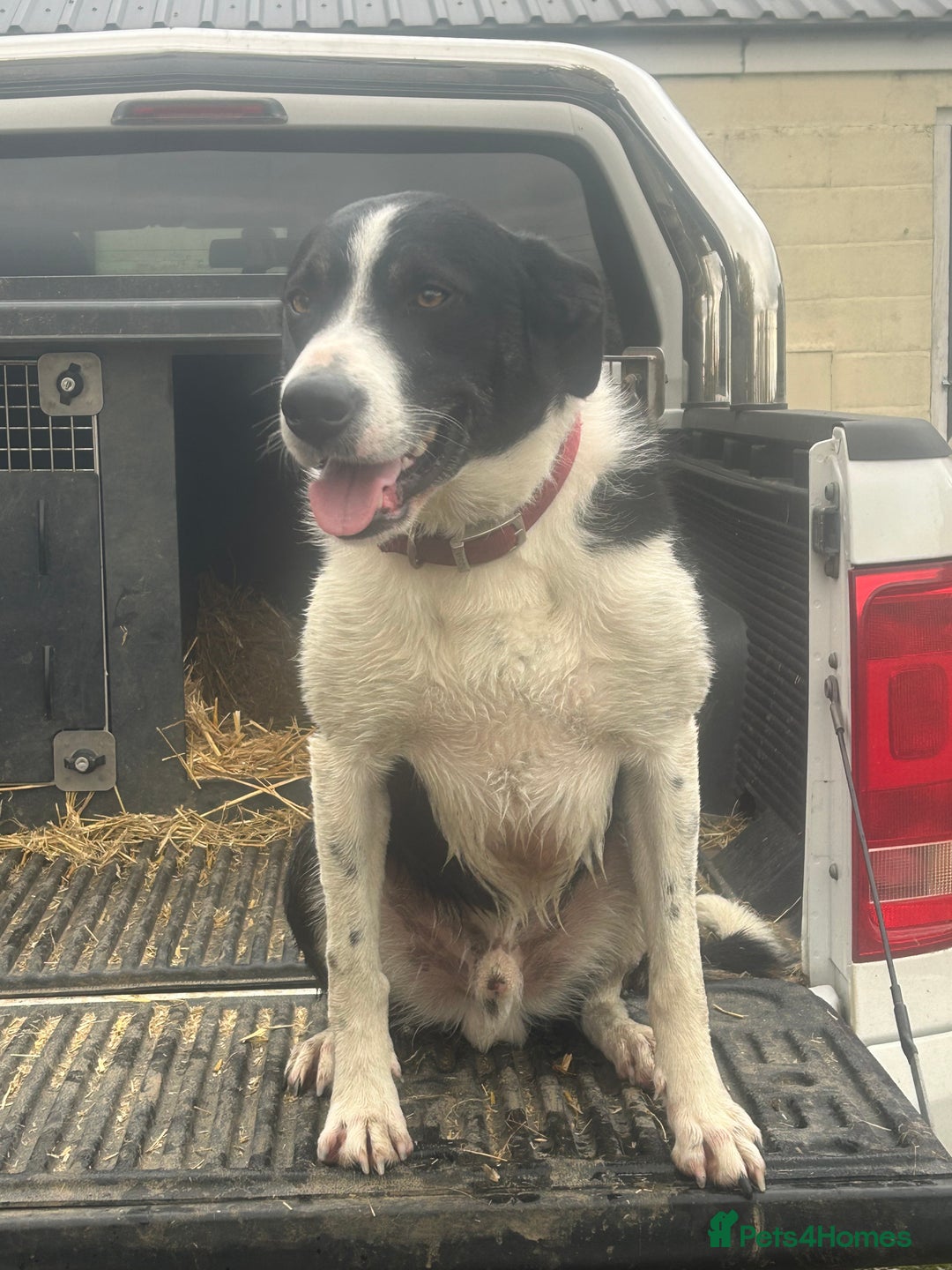 Border Collie dogs for sale: Gorgeous Border Collie - Advert 7