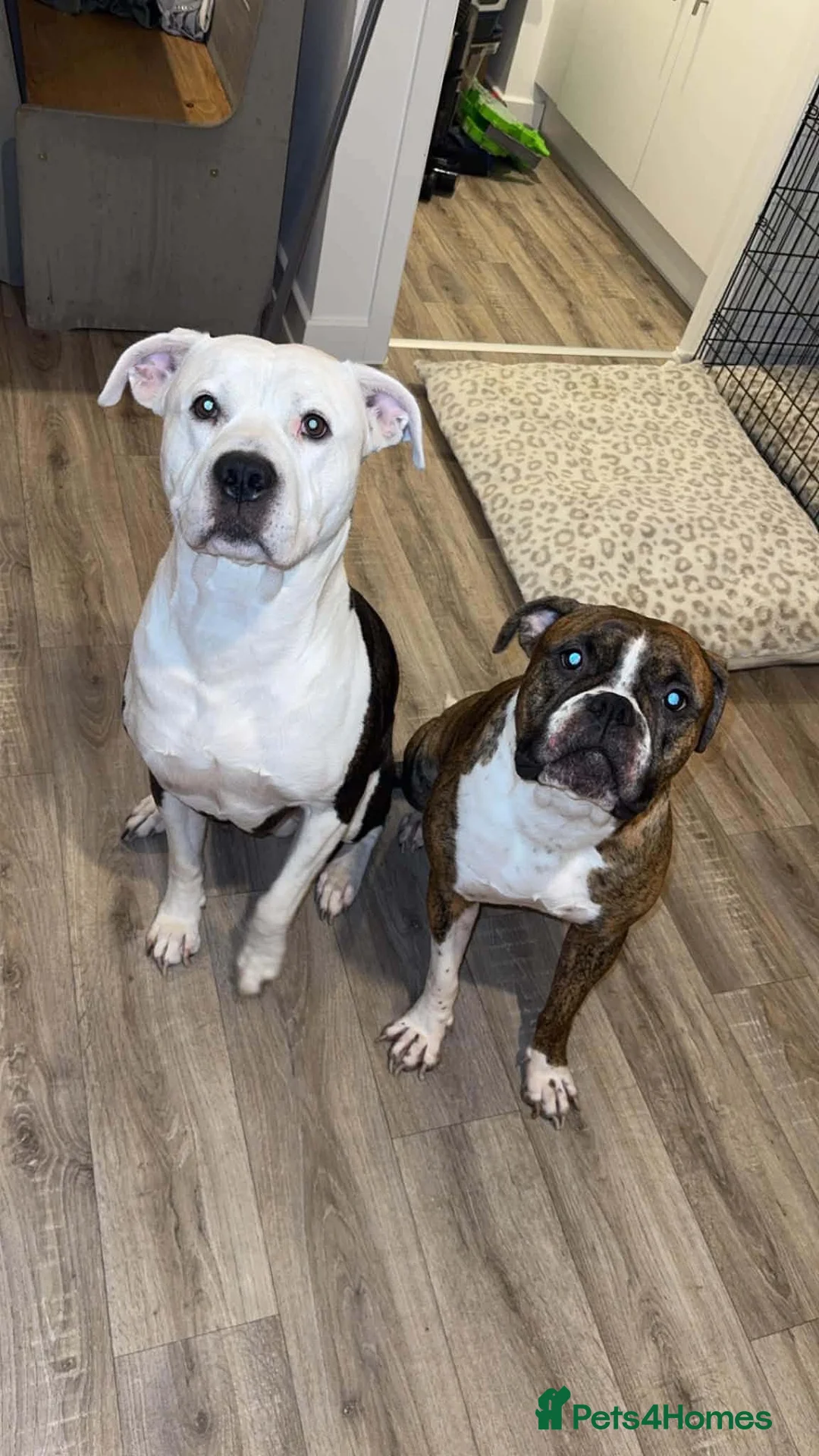 Mixed Breed dogs for sale: AMERICAN BULLDOG, BOXER CROSS - Advert 2