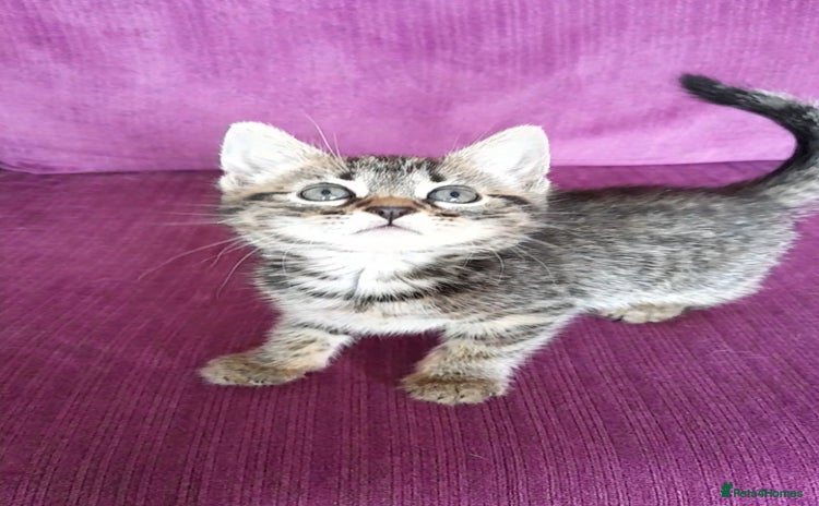 Mixed Breed cats - Advert 8