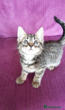 Mixed Breed cats - Advert 15