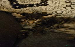 Mixed Breed cats for sale: Beautiful kittens for sale. - Image 2