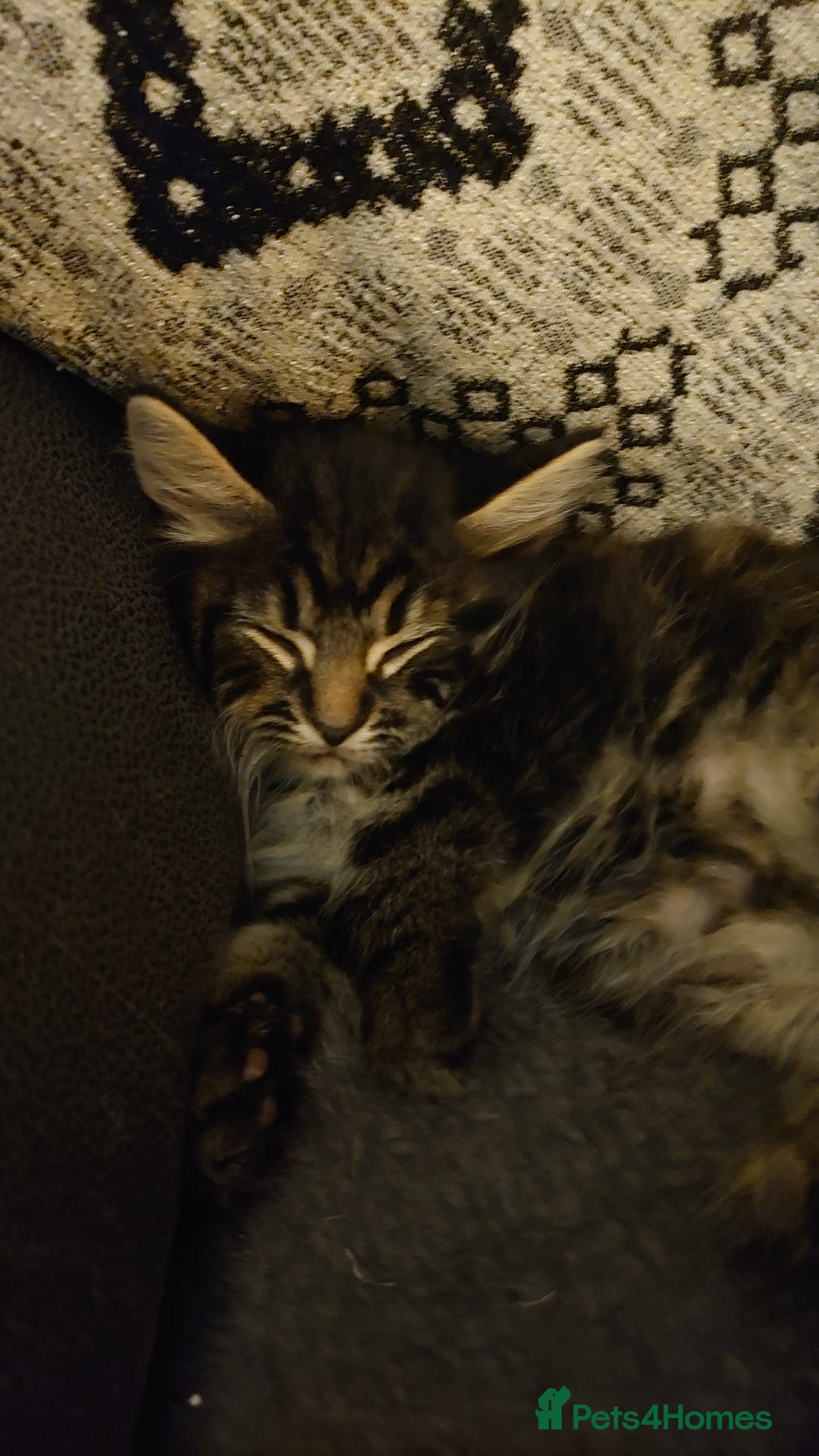 Mixed Breed cats for sale: Beautiful kittens for sale. - Image 2