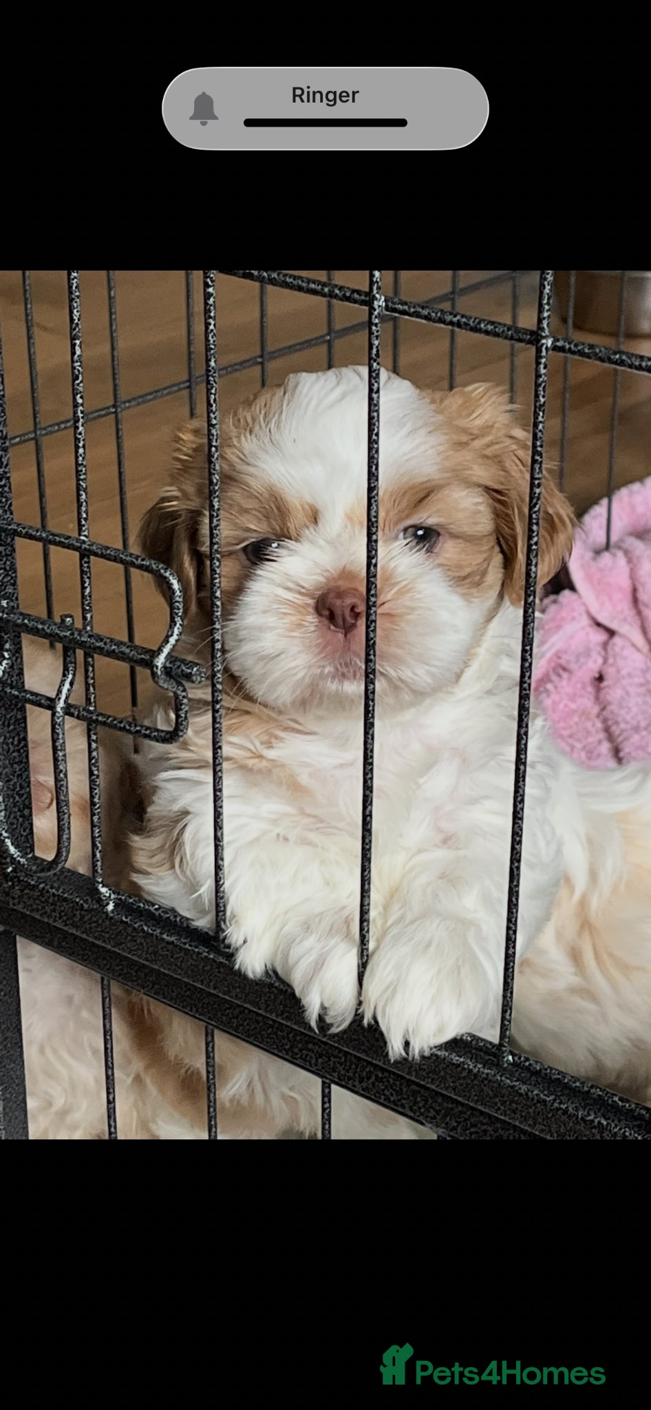 Shih Tzu dogs for sale: Gorgeous shitzu puppies in Lydney - Advert 15