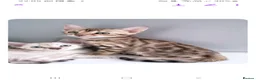 Bengal cats for sale: Trixie  in Rochdale - Advert 9