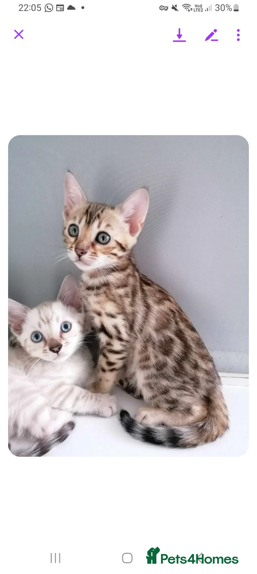 Bengal cats for sale: Trixie  in Rochdale - Advert 9