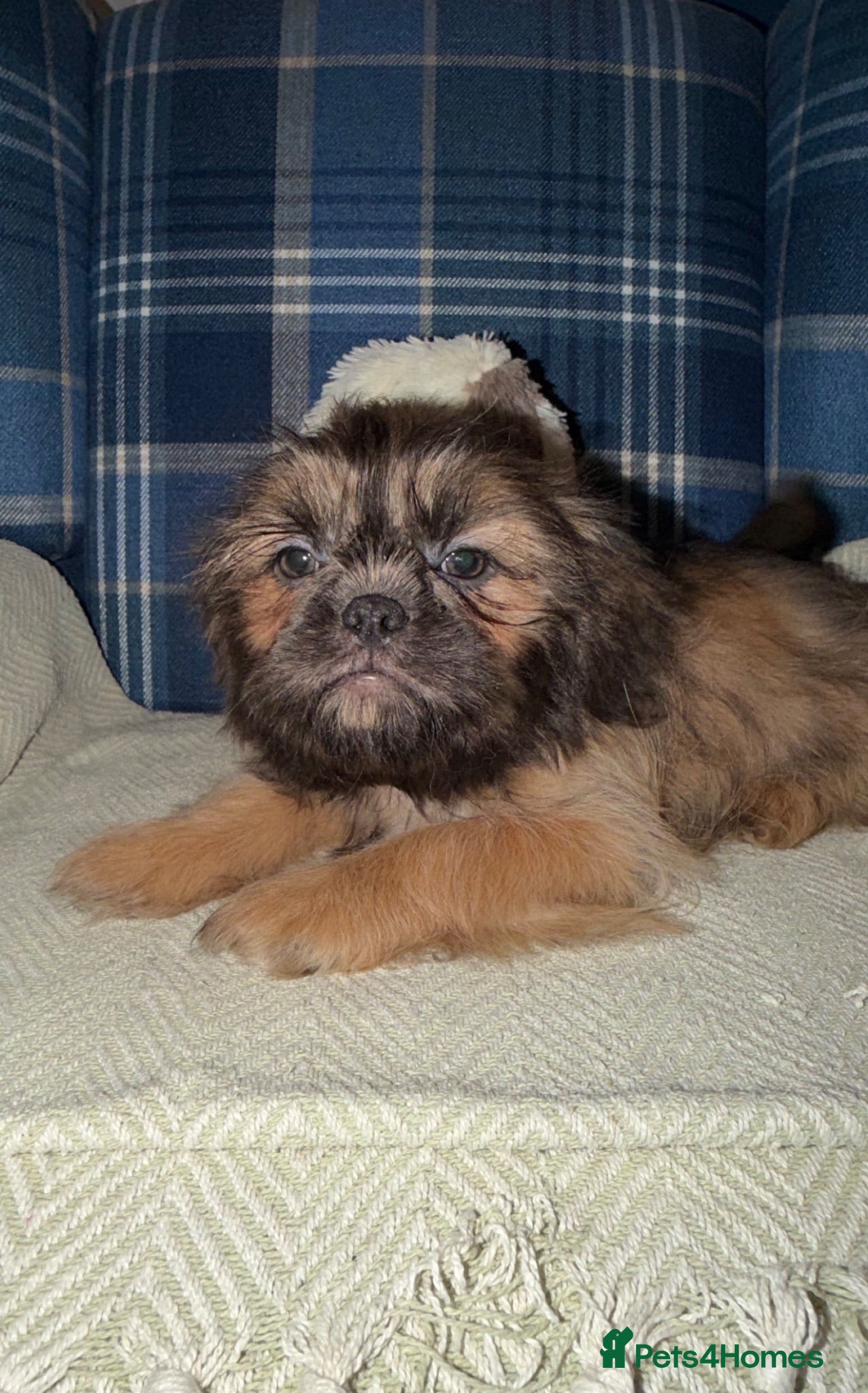 Shih Tzu dogs 💙🩵Last KC Blue Boy Available 🩵💙 - Advert 1