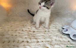 British Shorthair cats for sale: Beautiful Fluffy Kitten.  - Image 3
