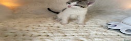 Domestic Shorthair cats for sale: Beautiful Fluffy Kitten.  - Advert 3