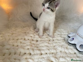 British Shorthair cats - Advert 2