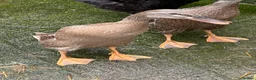 Ducks poultry for sale: Flock of young runner ducks - Advert 7
