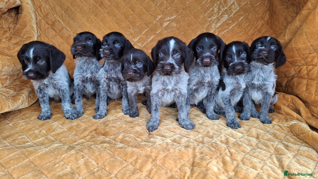 German Wirehaired Pointer dogs for sale: Quality German wirehaired pointer pups. - Image 13