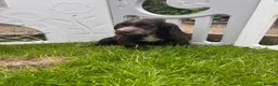 Cocker Spaniel dogs for sale: Show type cocker spaniel puppies  - Advert 4