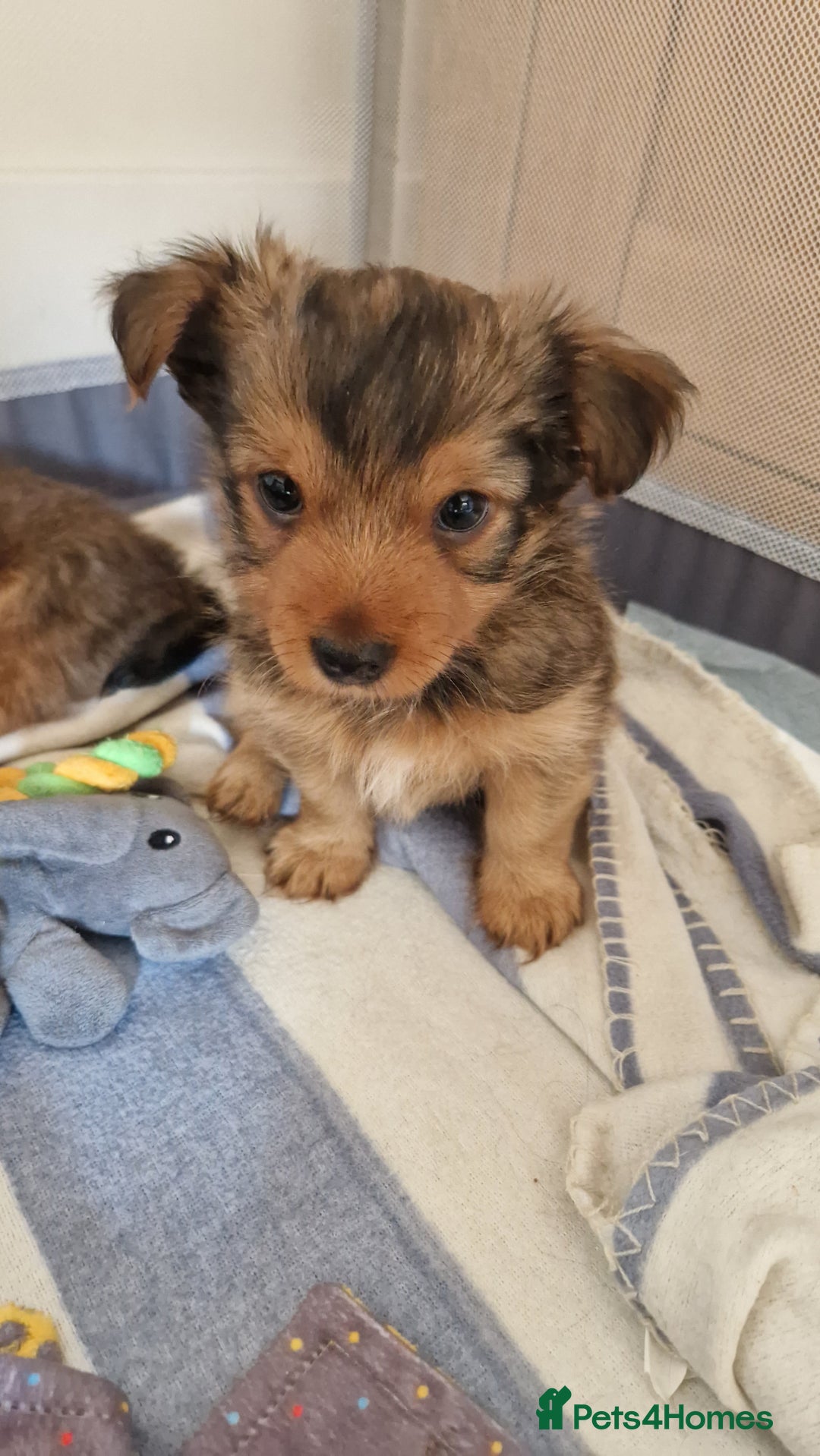 Yorkshire Terrier dogs for sale: 2 Male Yorkshire Terriers  - Image 2