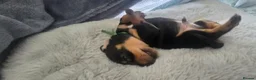 Miniature Dachshund dogs for sale: 1 boy black and tan minature left - Advert 3